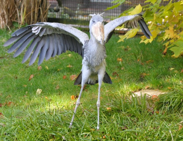 Китоглав или королевская цапля (лат. Balaeniceps rex) (англ. Shoebill, нем. Schuhschnabel)