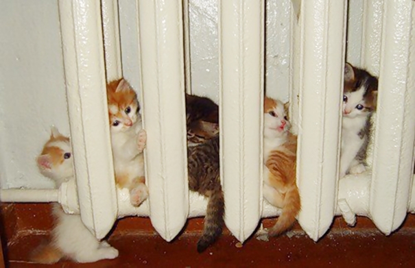 20 кошек, которые любят тепло больше, чем кто-либо кошки которые любят тепло, кошки и солнце