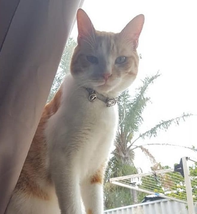 Кот сидит Кот у окна