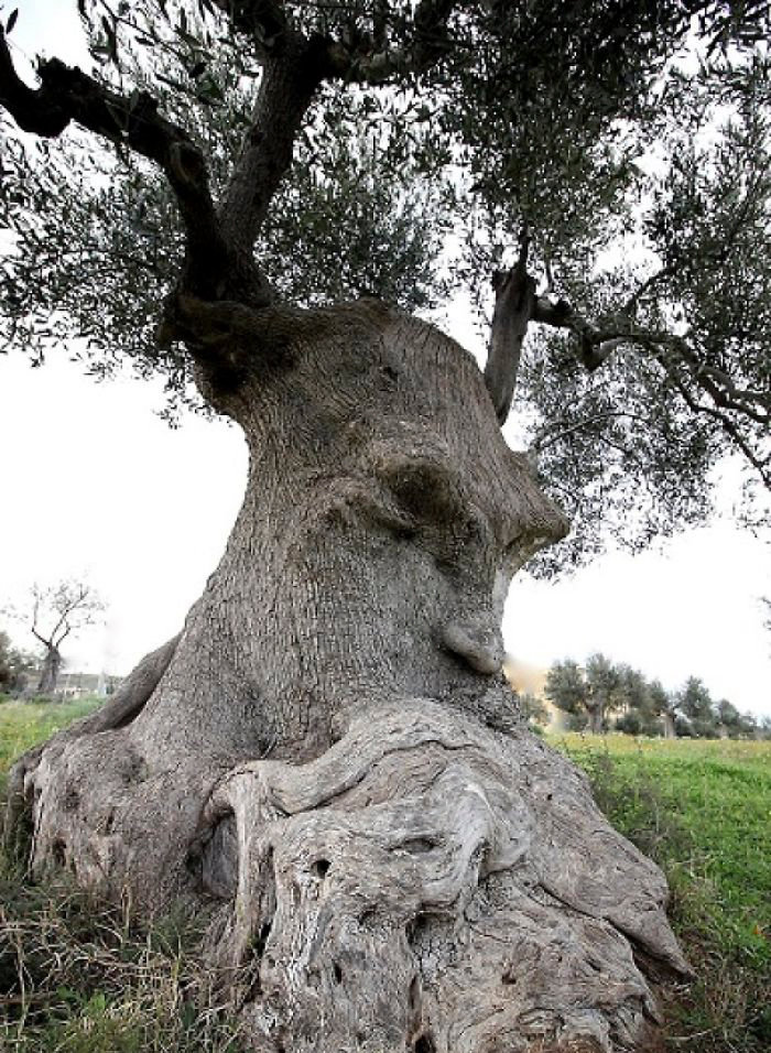 2. La cabeza de un gigante barbudo es un árbol, árboles, una ilusión óptica, pareidolia, parece que no es lo mismo, parece que es como una cara.