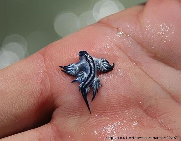 Glaucus-Atlanticus2-8x6 (605x473, 129Kb)