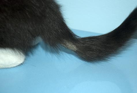 http://petstime.ru/sites/default/files/styles/article-500/public/field/image/cat-tail.jpg?itok=-bqG1nOH