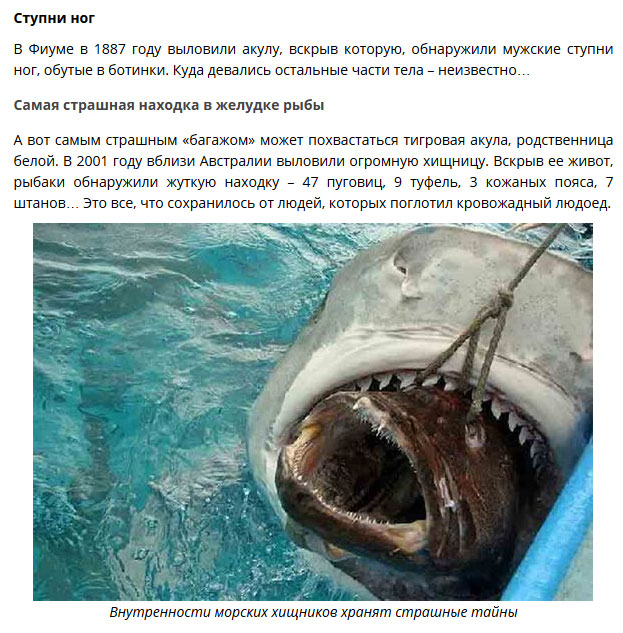 Удивительные находки в желудках акул Удивительные находки в желудках акул