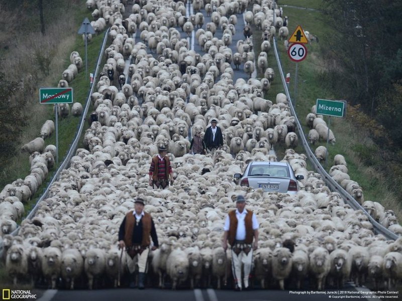 Овечья река, Бартоломью Юрецки national geographic, конкурс, красота, природа, удивительно, фото, фотография, фотоподборка