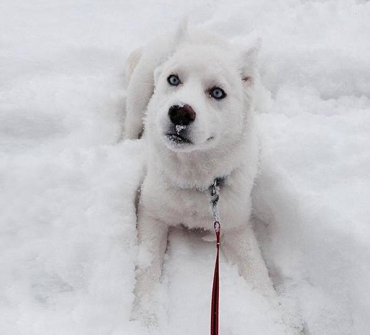 20-pictures-of-animals-playing-in-the-snow-for-the-first-time-2__700