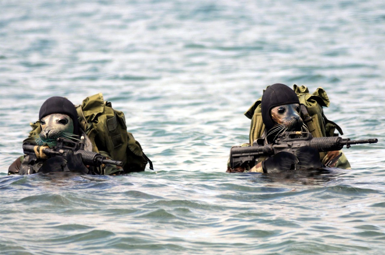 Военный отряд морские котики