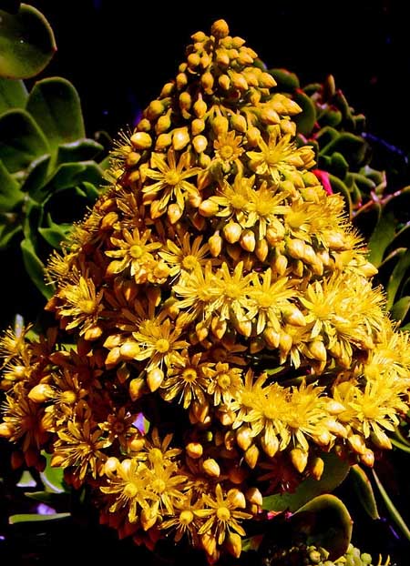 Эти необычные суккуленты: фото оригинальных елочек