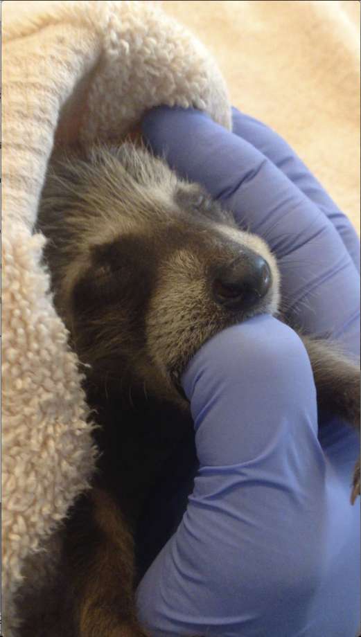In this photo taken on Sept. 5, 2016, and provided by WildCare, a baby raccoon that inadvertently hitched a ride from Florida to Marin County in Northern California is nursed back to health at WildCare in San Rafael, Calif. The raccoons are now recovering at the Oakland Zoo. Animal care authorities said Tuesday, Jan. 17, 2017, that in September a man had unknowingly transported the raccoons from Florida to Marin County in a moving truck. (Marie-Noelle Marquis/WildCare via AP) Photo: Marie-Noelle Marquis, AP / WildCare