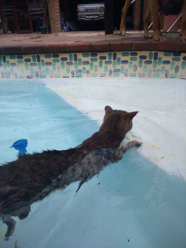 35 котов, которые не боятся воды вода, кот