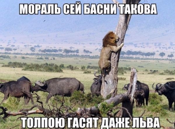 Красивые фото забавных зверюшек # 20