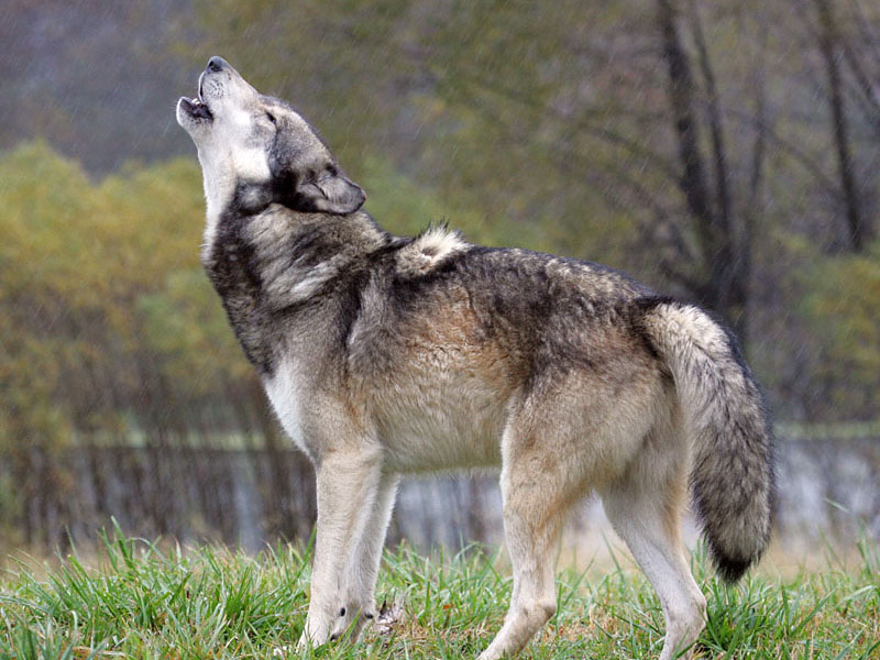 Волк вид сбоку фото