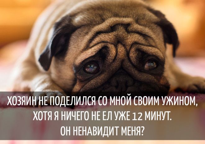 15 забавных мыслей, которые наверняка посещали каждую собаку 15 забавных мыслей, которые наверняка посещали каждую собаку