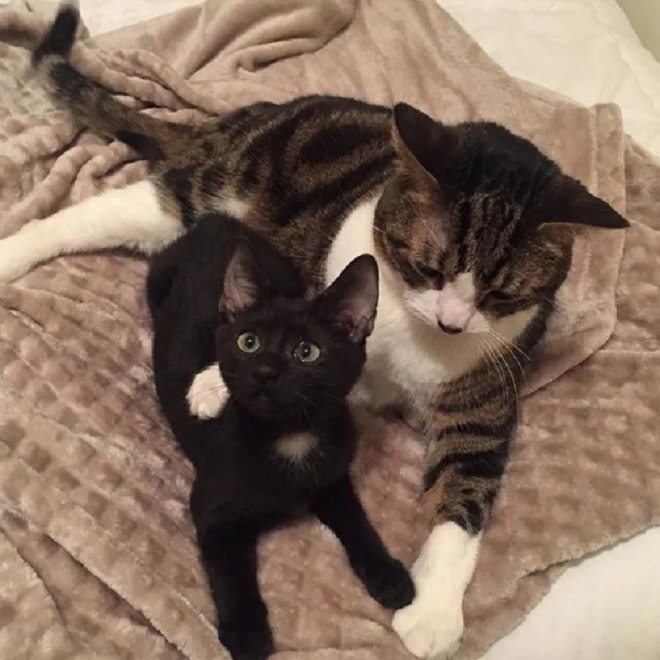Котенок и большой кот Кот и котенок