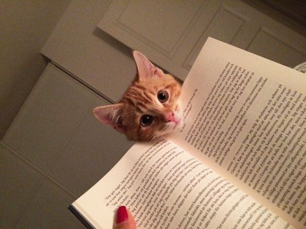 20 кошек, которые плевать хотели на твоё личное пространство 20 кошек, которые плевать хотели на твоё личное пространство