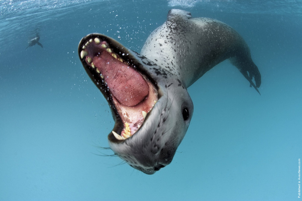 Polar Tales By Paul Nicklen. Part II