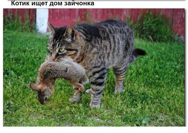 Взаимопомощь животных. Всем добра! Взаимопомощь животных. Всем добра!