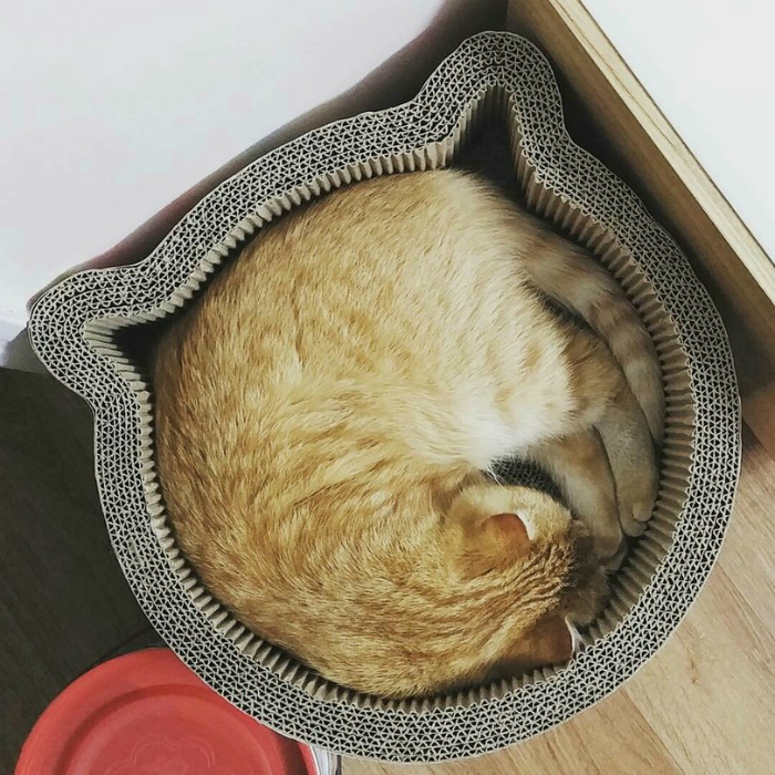 Котик в формочке. Котик в формочке.
