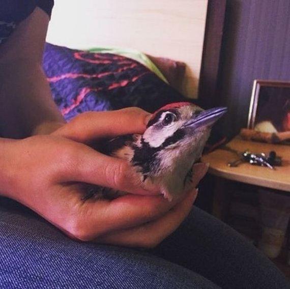 Когда девушка отобрала этого птенца у детей, она еще не знала, кому именно спасает жизнь… Когда девушка отобрала этого птенца у детей, она еще не знала, кому именно спасает жизнь…