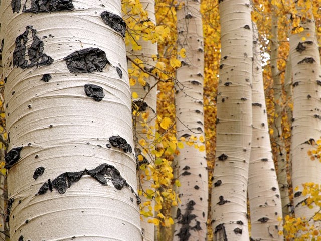 quaking aspen trees 1497 990x742 Узоры в природе : деревья