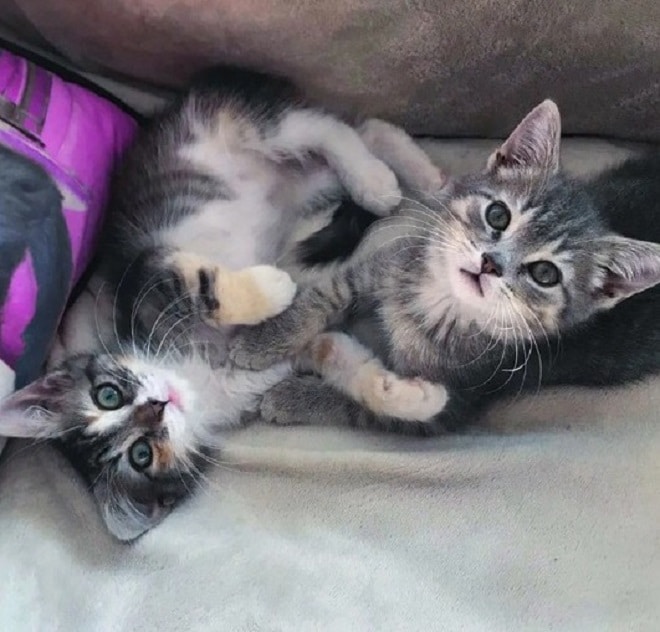 Игривые котята Котята обнимаются