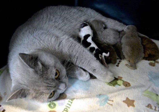 Кошка кормит котят Котята кушают
