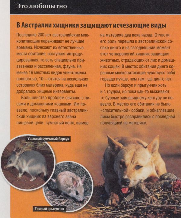 Без хищников в животном мире наступит запустение