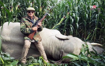 В Индии убили нападавшего на людей слона