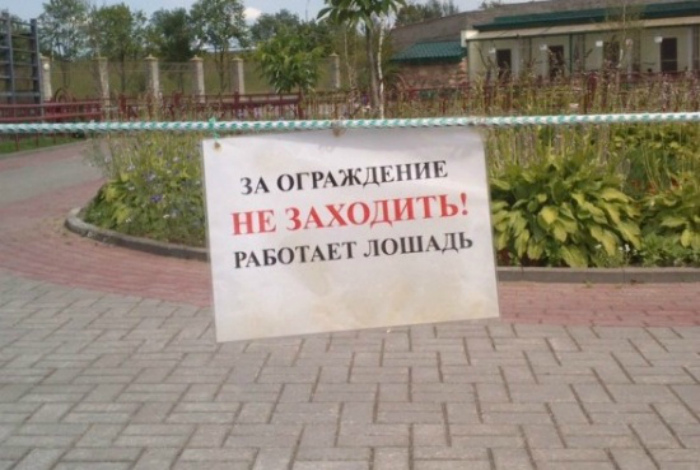 Лошадь в деле. Лошадь в деле.