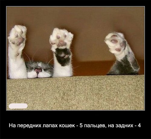 Интересные факты о кошках ))))