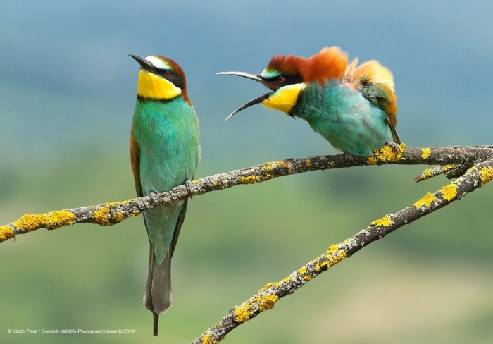 Финалисты конкурса Comedy Wildlife Photography Awards: самые забавные фотки из мира дикой природы за 2019 год Фотография, Дикая природа, Животные, Птицы, Длиннопост