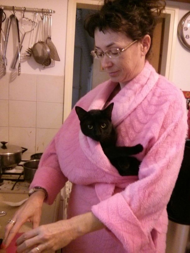 20 кошек, которые любят тепло больше, чем кто-либо кошки которые любят тепло, кошки и солнце