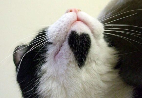 Влюбленные котейки Влюбленные котейки