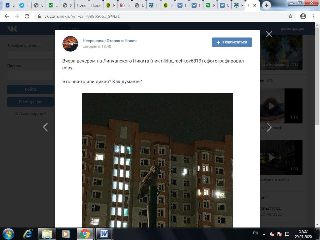 На Липчанского прилетела сова