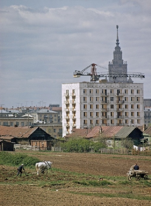 Крестьяне села Семёновское упорно трудятся на окраине Москвы. СССР, 1965 год. Крестьяне села Семёновское упорно трудятся на окраине Москвы. СССР, 1965 год.