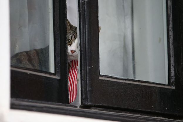 Кот Джеймс
