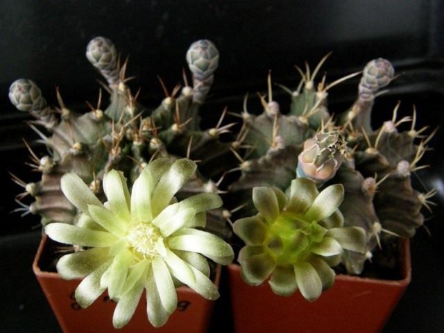 Гимнокалициум Михановича (Gymnocalycium mihanovichii)