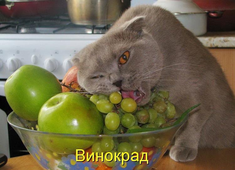 КОТЭ как есть КОТЭ