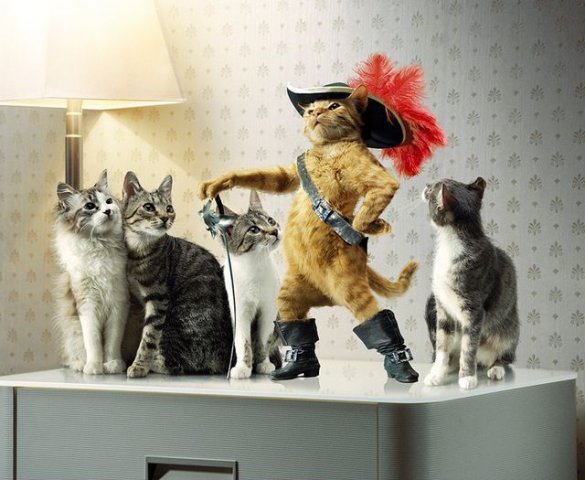 05851-74100833-cats_firefun_ru_ (585x480, 56Kb)