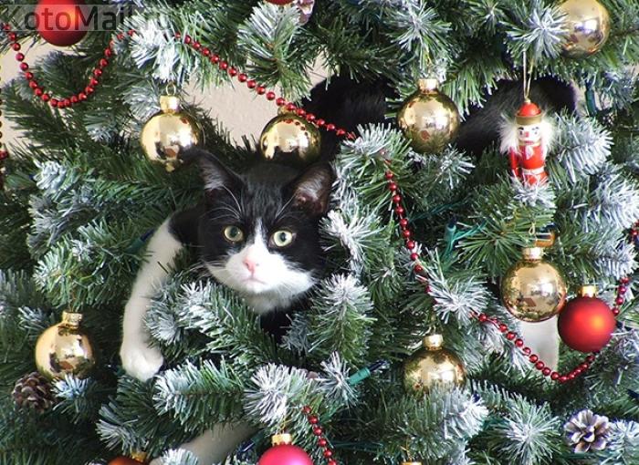 Коты и елка Коты и елка
