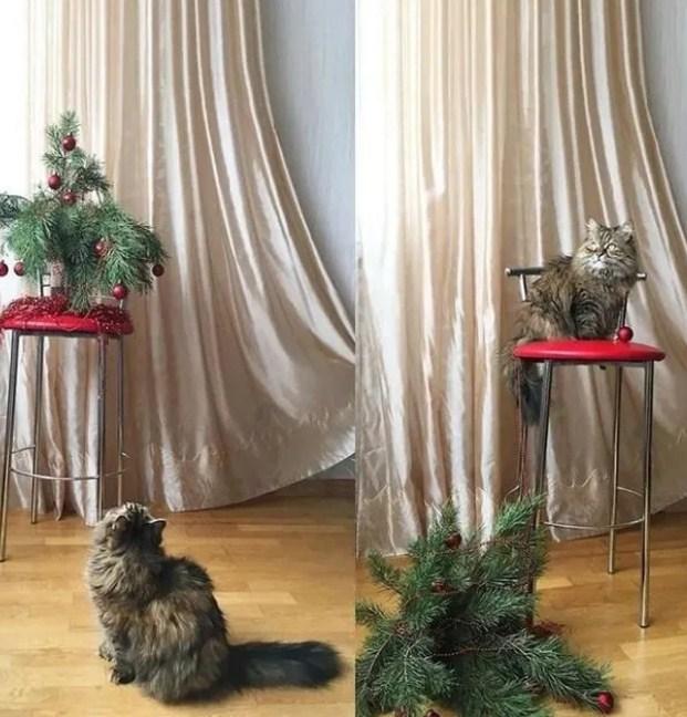 Пушистые засранцы: 15 фото, которые доказывают, что кошки всегда делают то, что они хотят