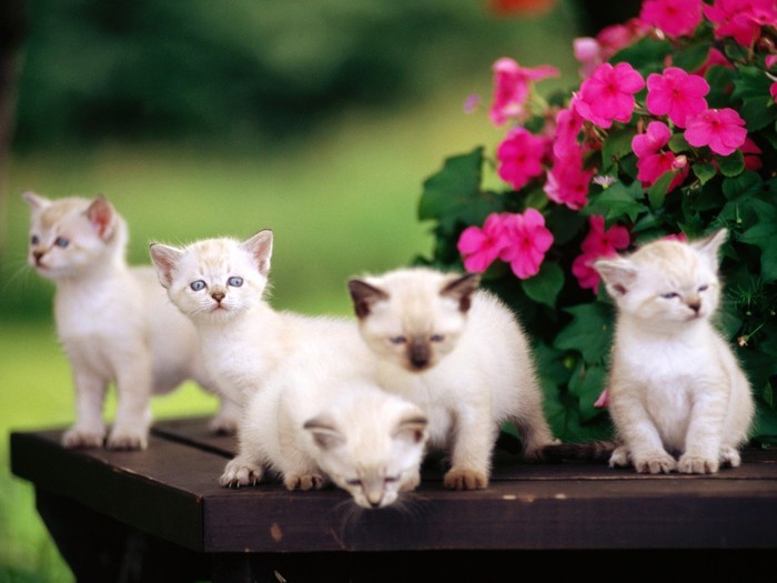 Animals_Cats_Five_Siamese_kittens_028437_ (700x525, 67Kb)