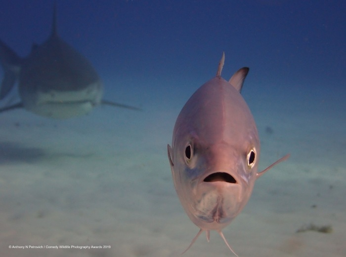 Финалисты конкурса Comedy Wildlife Photography Awards: самые забавные фотки из мира дикой природы за 2019 год Фотография, Дикая природа, Животные, Птицы, Длиннопост