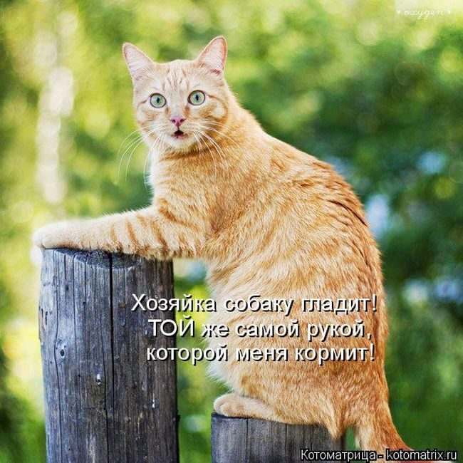 Лучшие котоматрицы недели