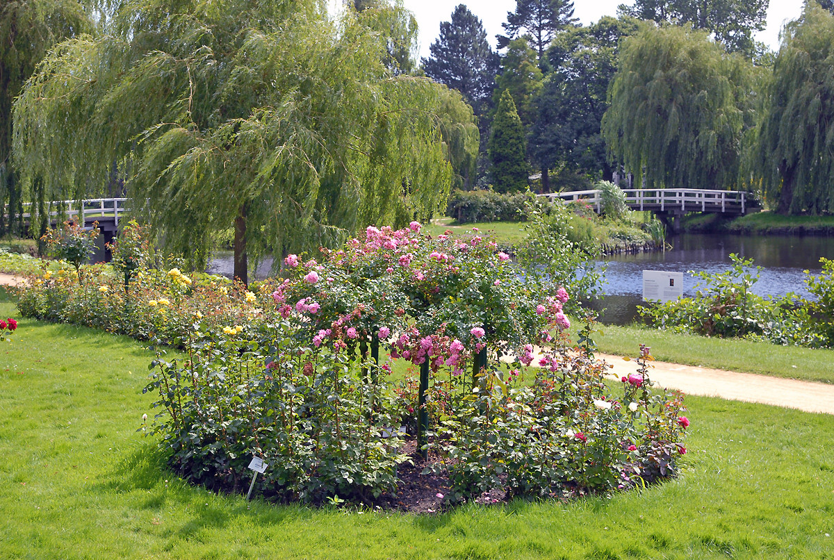 ПАРК РОЗ В ГЕРМАНИИ/ 'ROSARIUM UETERSEN'