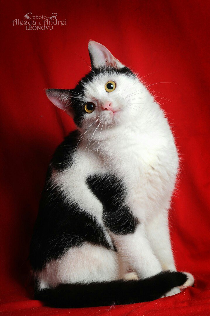 Я стала другом для Кота... Я стала другом для Кота...
