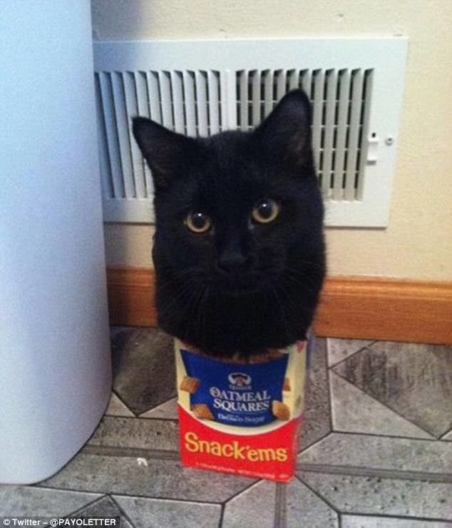 Кошки и коробки