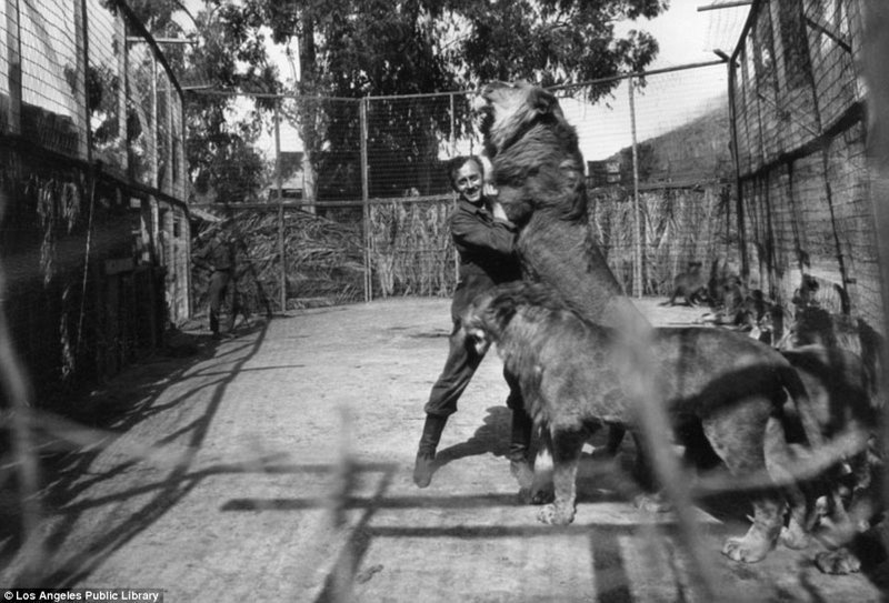 Знаменитая "голливудская львиная ферма": архивные фотографии 1925 - 1942 гг Знаменитая "голливудская львиная ферма": архивные фотографии 1925 - 1942 гг архивные снимки, архивные фото, дрессированные, дрессировщик, лев, львы, сша