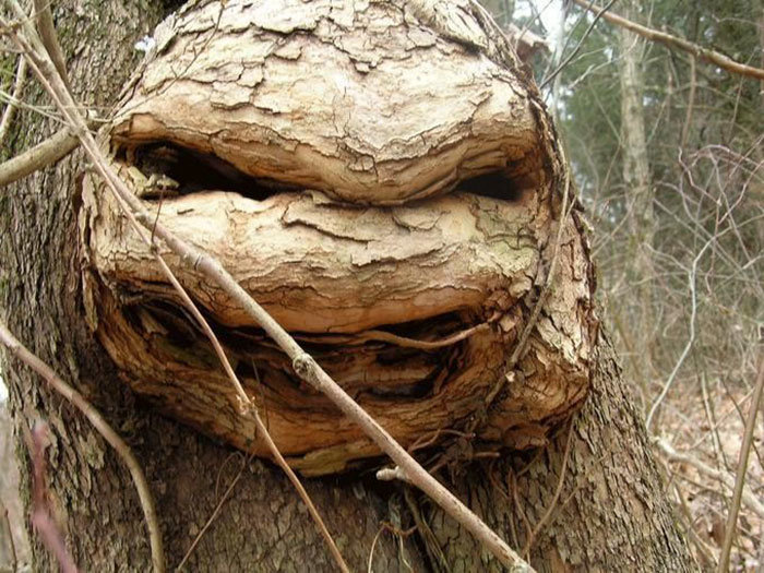 11. Árbol de ninja de tortuga malvada, árboles, ilusión óptica, pareidolia, parece pero no lo mismo, parece, parece una cara