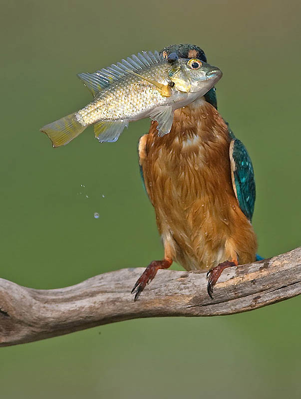 Yaki zander
