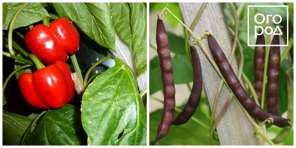 ����� � ������